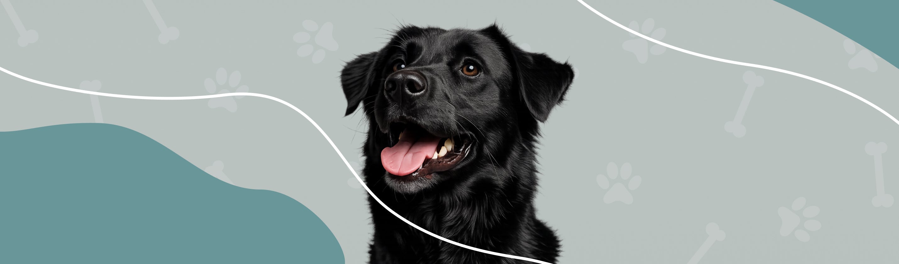 Bannière représentant un Labrador Retriever regardant vers le haut sur un fond vert clair avec des icônes d'os et de formes, et des pattes de chien ondulées en turquoise.